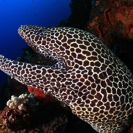 Benthos Bali Dive Resort Candidasa Eksteriør bilde