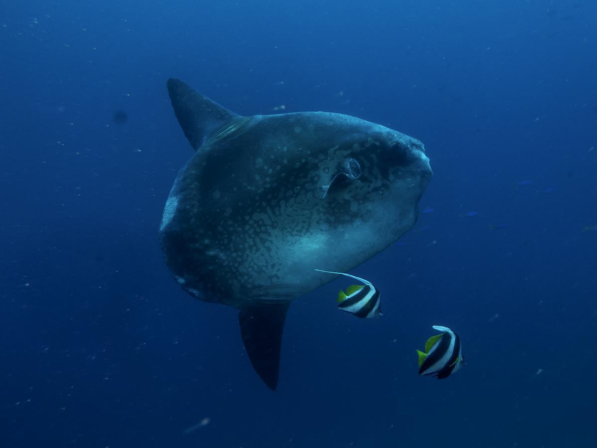 Benthos Bali Dive Resort Candidasa Eksteriør bilde