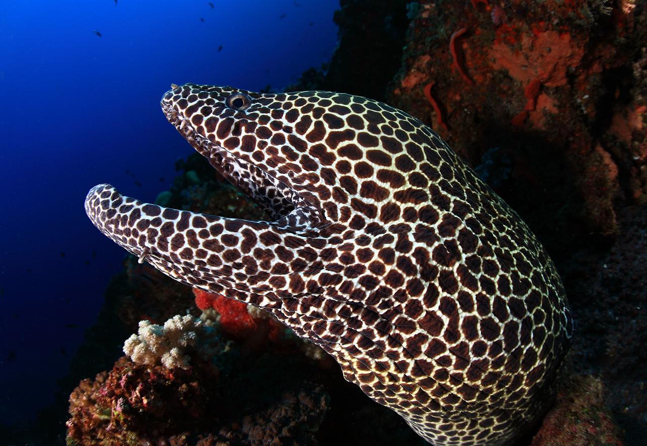 Benthos Bali Dive Resort Candidasa Eksteriør bilde